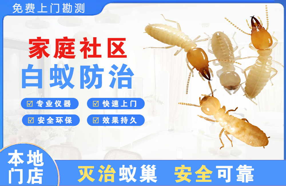 郴州家庭社区白蚁防治