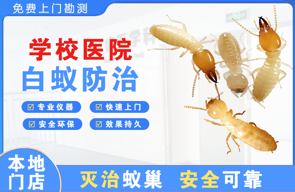 郴州学校医院白蚁防治